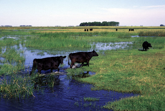 Angus pastoreando en el campo, Provincia de Buenos Aires Argentina.