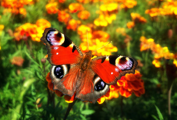 Red Butterfly Inachis io at the beautiful flower tagete top view