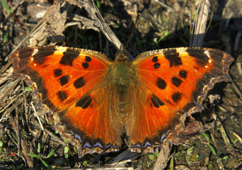 Red papilon