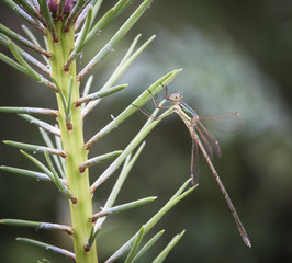 Dragonfly relaxing
