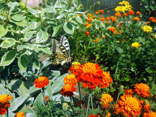 Swallowtail butterfly and flowers in the garden
