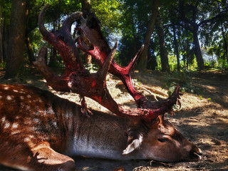 Deer with big bloodied antlers laying on the ground view from ri