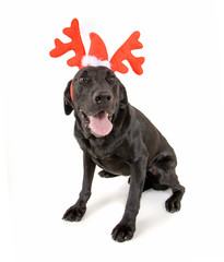  for christmas on a white background studio shot, great for holi