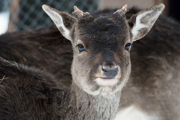 Young doe portrait