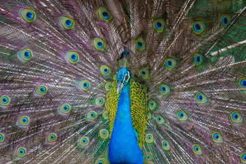 Fototapeta premium Peackock Prance Tail feather fan Center MCU Right to Left