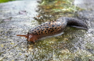 Big Slug at the wet asphalt