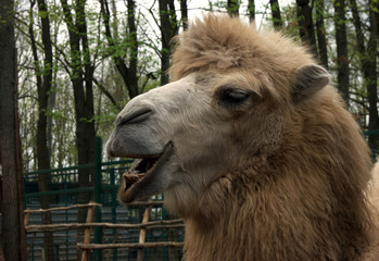 Camel chew
