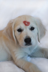 Puppy with lipstick kiss
