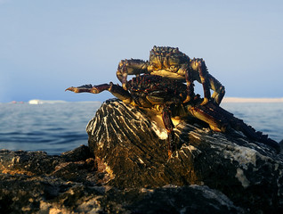 Crabs are sitting on each other