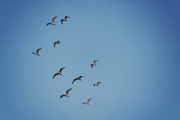 a flock of seagulls flying overhead toned with a retro vintage i