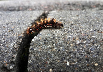 Red hairy caterpillar crawling on the asphalt