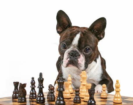 a cute boston terrier looking intently at a chess game isolated