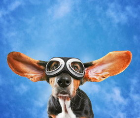 a basset hound wearing pilot goggles with his ears flying away l