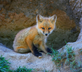  a baby red fox near a den toned with a vintage retro instagram