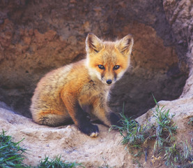  a baby red fox near a den toned with a vintage retro instagram