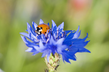 Ladybug on a cornflower