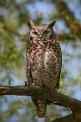 a great horned owl sitting in a tree out in nature on a hot summ