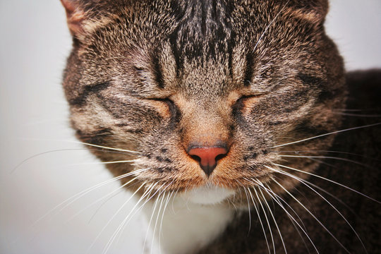 vignette of a cat with his face scrunched up in a pout or a scow