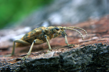 Brown bug in the forest