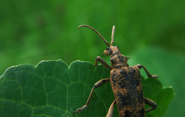 Brown bug looking to the left