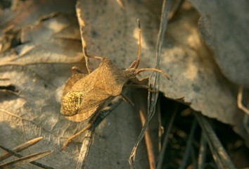 brown bug on the brown backrouground of leaves