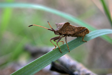 Brown bug on the green grass
