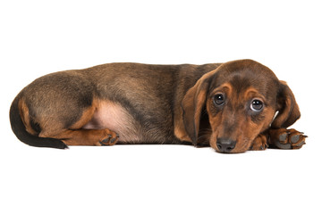 Cute dachshund puppy seen from the side lying down on the floor with its head on the floor isolated...
