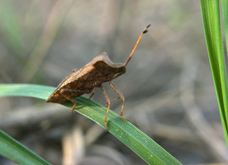 Brown bug on the green grass