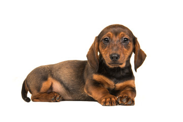 Lying down badger-dog puppy seen from the side with its head up facing the camera isolated on a white background