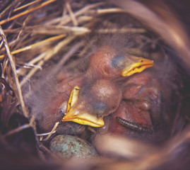 a nest with baby sparrows, an egg with spots and a grub or cater