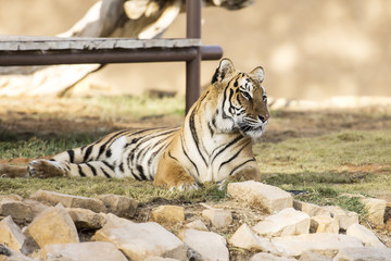 Royal Bengal tiger in a natural confinement