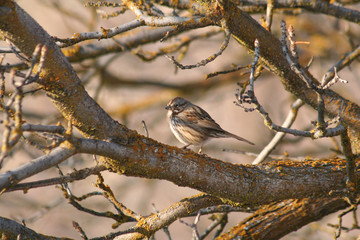 a cute sparrow sitting in a tree with golden light from the suns