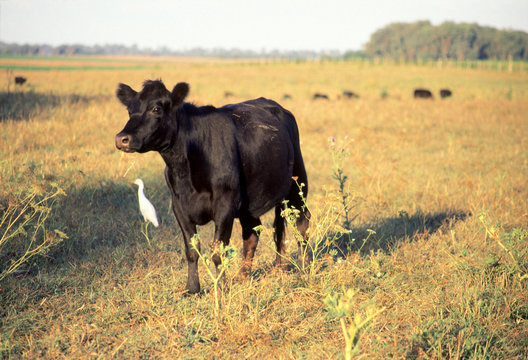 Angus pastoreando en el campo, Provincia de Buenos Aires Argentina.