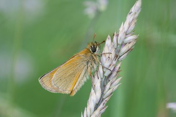 Skipper on a meadow