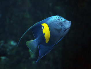 Blue fish with yellow spot at the deep ocean view from right sid