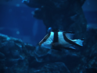 Fish at the blue deep ocean