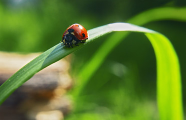 Lady bug is crawling down the grass