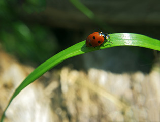 Lady bug is crawling up the grass