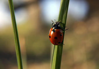 Ladybug climbing the green grass on the sun