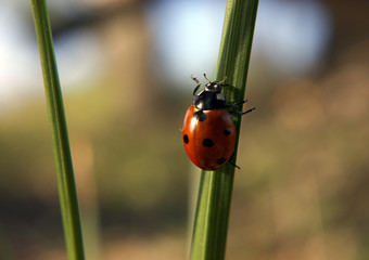 Ladybug climbing the green grass on the sun