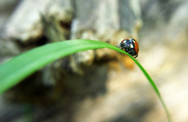 Ladybug climbing up