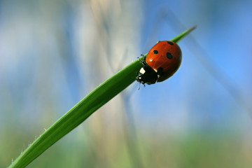 Ladybug going down the green grass