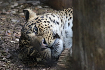 Lazy cat