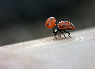 Ladybug going party