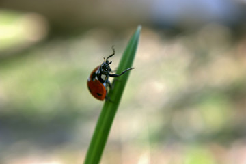 Ladybug is on the worlds top