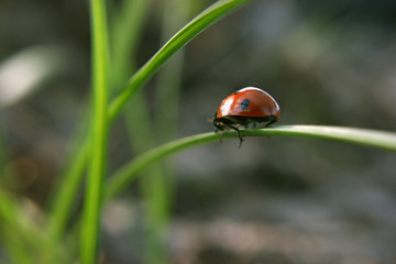 Obraz premium Ladybug on the green grass shows her bag