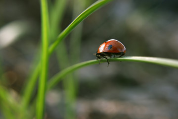Ladybug on the green grass shows her bag