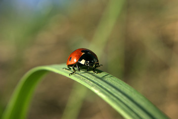 Ladybug on the green sunny grass