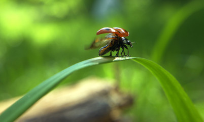 Ladybug takes off from the grass