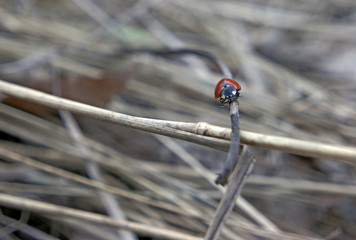 Ladybug comes